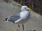 European herring gull on heligoland