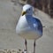 European herring gull on heligoland