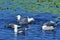 European herring gull on heligoland