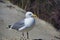 European herring gull on heligoland