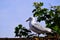 European herring Gull is large up to 66 cm long one of the best known of all gulls