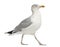 European Herring Gull, Larus argentatus