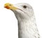 European Herring Gull, Larus argentatus