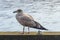 European herring gull (Larus argentatus) at the Nissan riverbank in Halmstad, Sweden