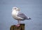 European Herring Gull - Larus argentatus perched on a post.