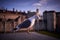 European herring gull, Larus argentatus, sea bird, sitting on Tower stony city fortification