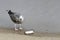 European herring gull Larus argentatus young juvenile bird eating a fish on the sand in the shores of the Baltic Sea, Gdansk