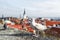 European herring gull and pigeon, Old town, Tallinn