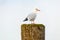 European herring gull resting on a dock pillar