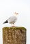 European herring gull resting on a dock pillar II