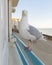 A European Herring Gull sitting in front of a window