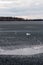 European herring gull on weak spring ice at a lake