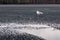 European herring gull on weak spring ice at a lake