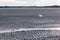 European herring gull on weak spring ice at a lake