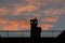 European herring gulls Larus argentatus at colorful urban sunset. Silhouette, selective focus. Landscape, background.