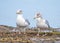 European Herring Gulls - Larus argentatus standing on a foreshore.