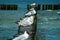 The European herring gulls sitting on a wooden breakwater