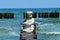 The European herring gulls sitting on a wooden breakwater