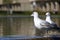European Herring Gulls standing in lake