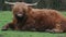European highland cattle sitting on the grass and chewing