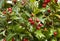 European holly foliage with berries