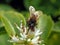 European honey bee (Apis mellifera)