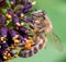 European honey bee Apis mellifera on Amorpha flowers