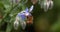 European Honey Bee, apis mellifera, Bee Booting a Borage Flower, Pollination Act, Normandy