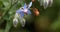 European Honey Bee, apis mellifera, Bee Booting a Borage Flower, Pollination Act, Normandy