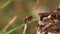 European Honey Bee,  apis mellifera, Bee in Flight, Slow motion