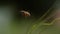 European Honey Bee, apis mellifera,  Bee in Flight, Slow motion