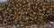 European honey bee,  apis mellifera, bees grazing on the hive entrance, bee hive in Normandy, real time 4 k