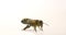 European Honey Bee, apis mellifera, Black Bee against White Background, Normandy in France
