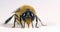 European Honey Bee, apis mellifera, Black Bee against White Background, Normandy in France