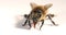 European Honey Bee,  apis mellifera, Black Bee against White Background with Tongue out, Normandy, Real Time 4K