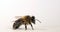 European Honey Bee,  apis mellifera, Black Bee grooming against White Background, Normandy, Real Time 4K
