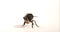 European Honey Bee,  apis mellifera, Black Bee grooming against White Background, Normandy, Real Time 4K