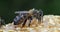 European Honey Bee, apis mellifera, black Bee Licking Honey, Hive in Normandy