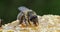 European Honey Bee, apis mellifera, black Bee Licking Honey, Hive in Normandy