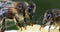 European Honey Bee, apis mellifera, black Bee Licking Honey, Hive in Normandy