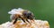 European Honey Bee, apis mellifera, black Bee Licking Honey, Hive in Normandy