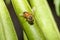 European Honey Bee Apis mellifera closeup macro detailed in natural environment