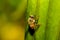 European Honey Bee Apis mellifera closeup macro detailed in natural environment