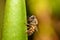 European Honey Bee Apis mellifera closeup macro detailed in natural environment