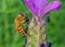 European Honey Bee - Apis mellifera collecting French Lavender pollen.