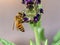 European Honey Bee - Apis mellifera collecting French Lavender pollen.