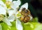 European Honey Bee - Apis mellifera collecting pollen.