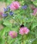 European honey bee (Apis mellifera) gathering pollen, Honey Bee harvesting pollen from red blue pink Blossom flowers