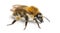 European honey bee, Apis mellifera, isolated