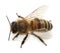 European honey bee, apis mellifera isolated on white background